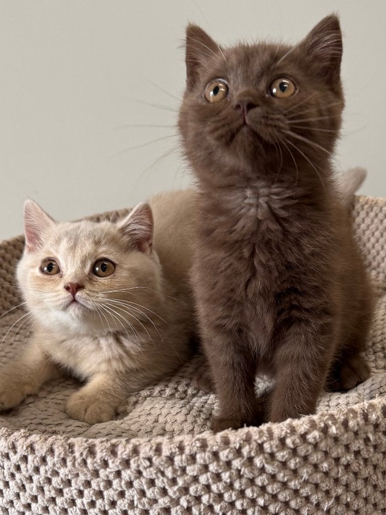 Brits korthaar dadelijk beschikbaar, Chat, Vermifugé, 0 à 2 ans