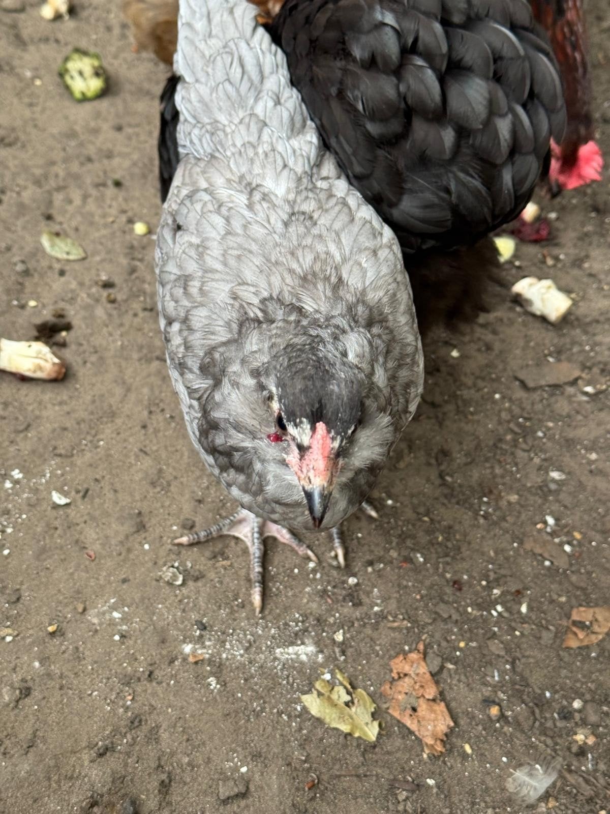 Ameraucana kipjes en hanen te koop, Poule ou poulet