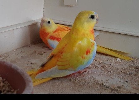 Turquosines geel opaline roodbuik, Dieren en Toebehoren
