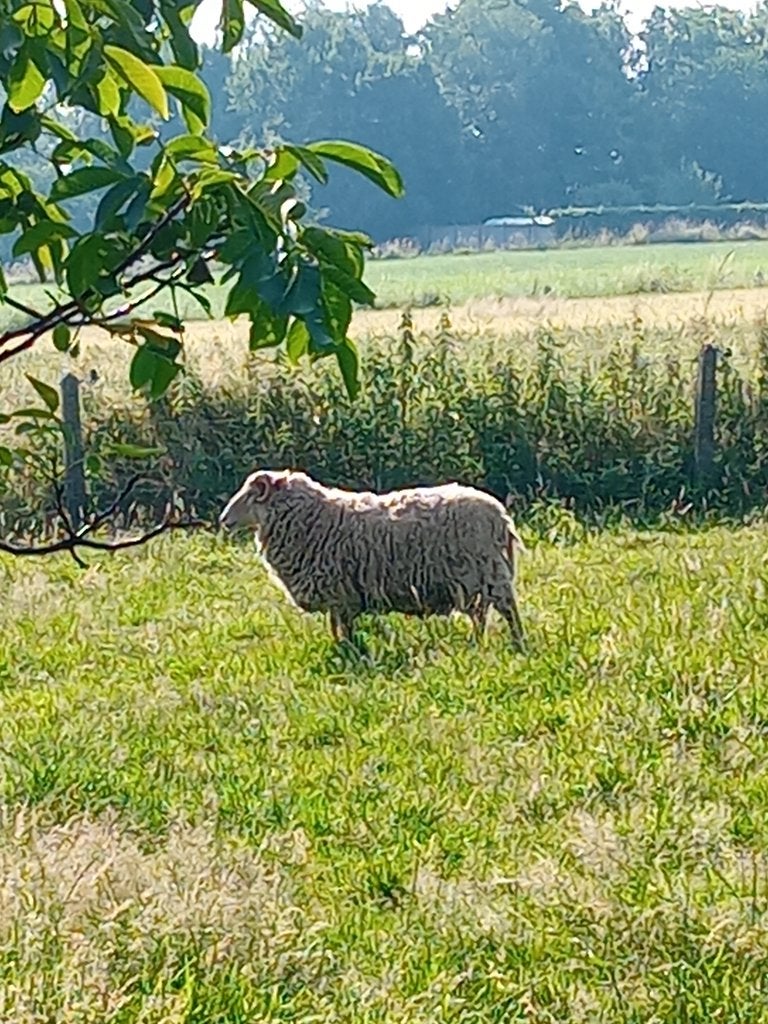 Agneau mâle 17 mois - à vendre, Mannelijk, Schaap, 0 tot 2 jaar