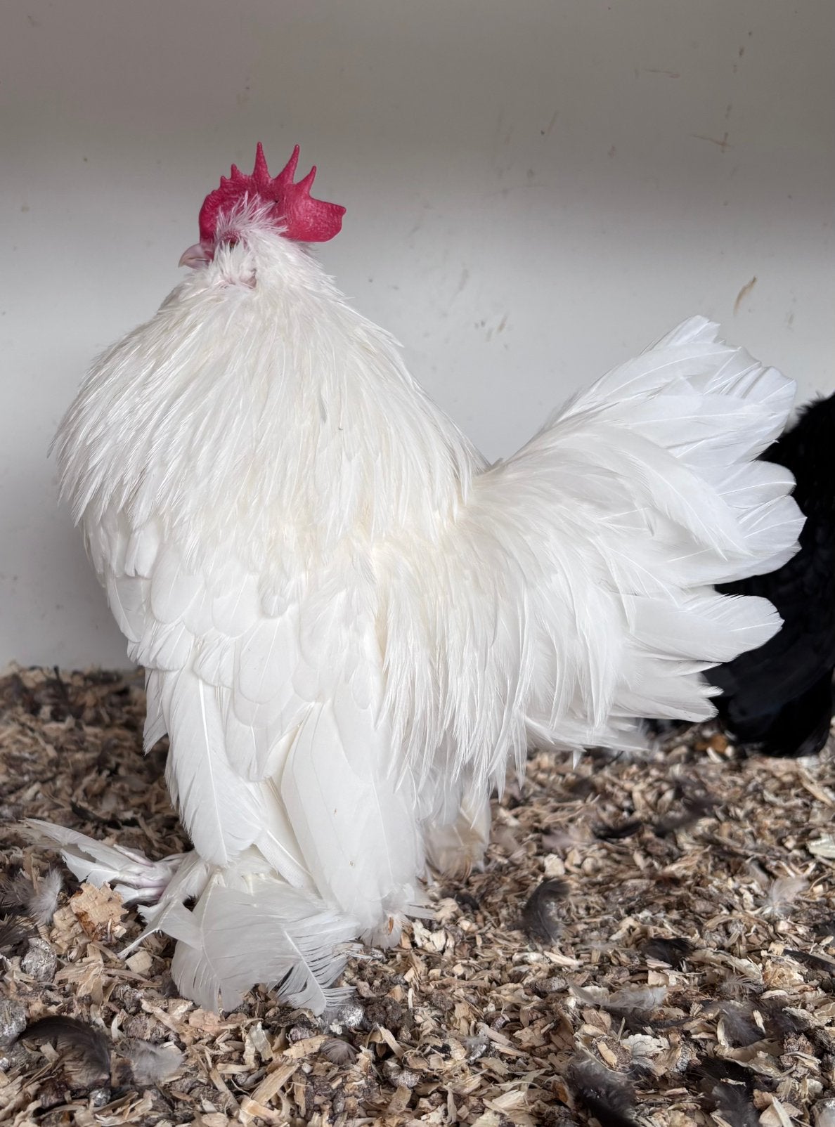 Ukkelse baardkrielen, Mâle, Poule ou poulet