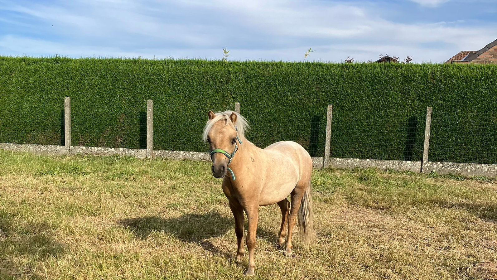 Knap mini paardje, Étalon, Non dressé, Avec pedigree, 0 à 2 ans