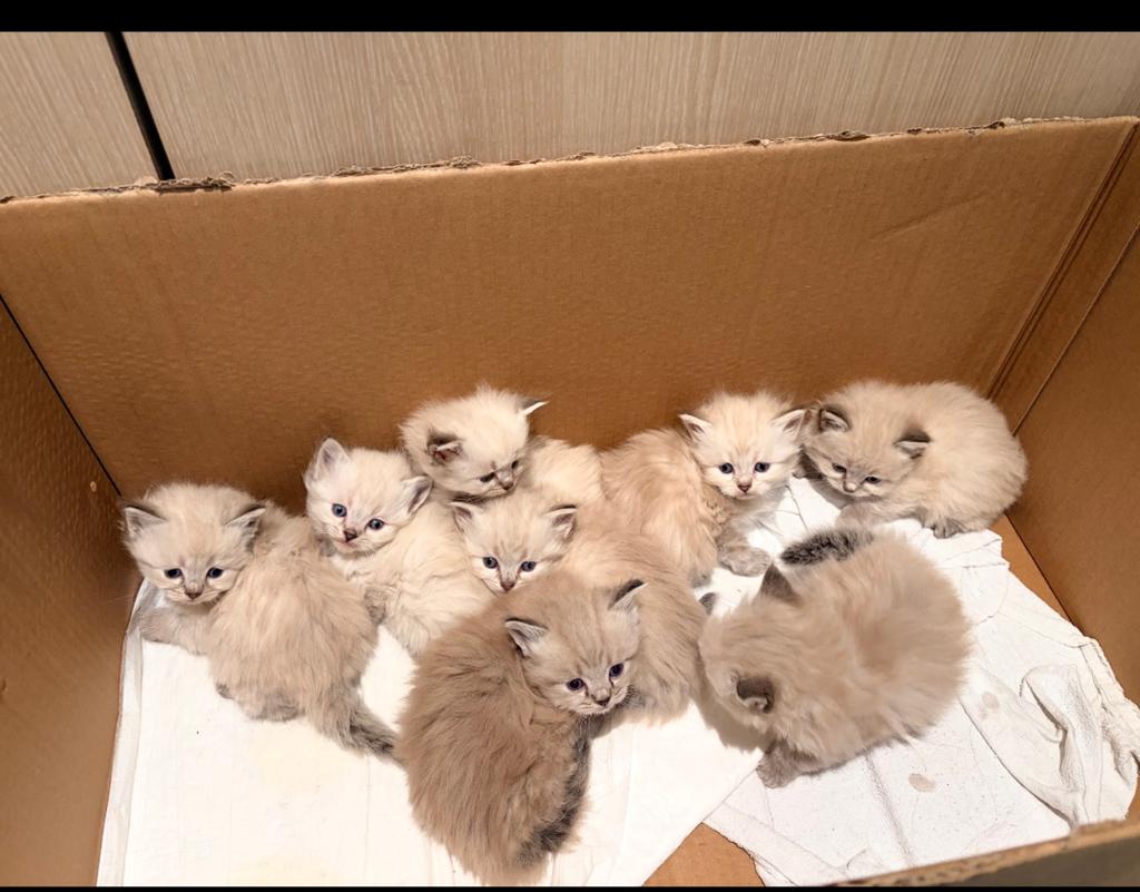Ragdoll Kittens, Dieren en Toebehoren, Katten en Kittens | Raskatten | Langhaar, Kater, Met stamboom