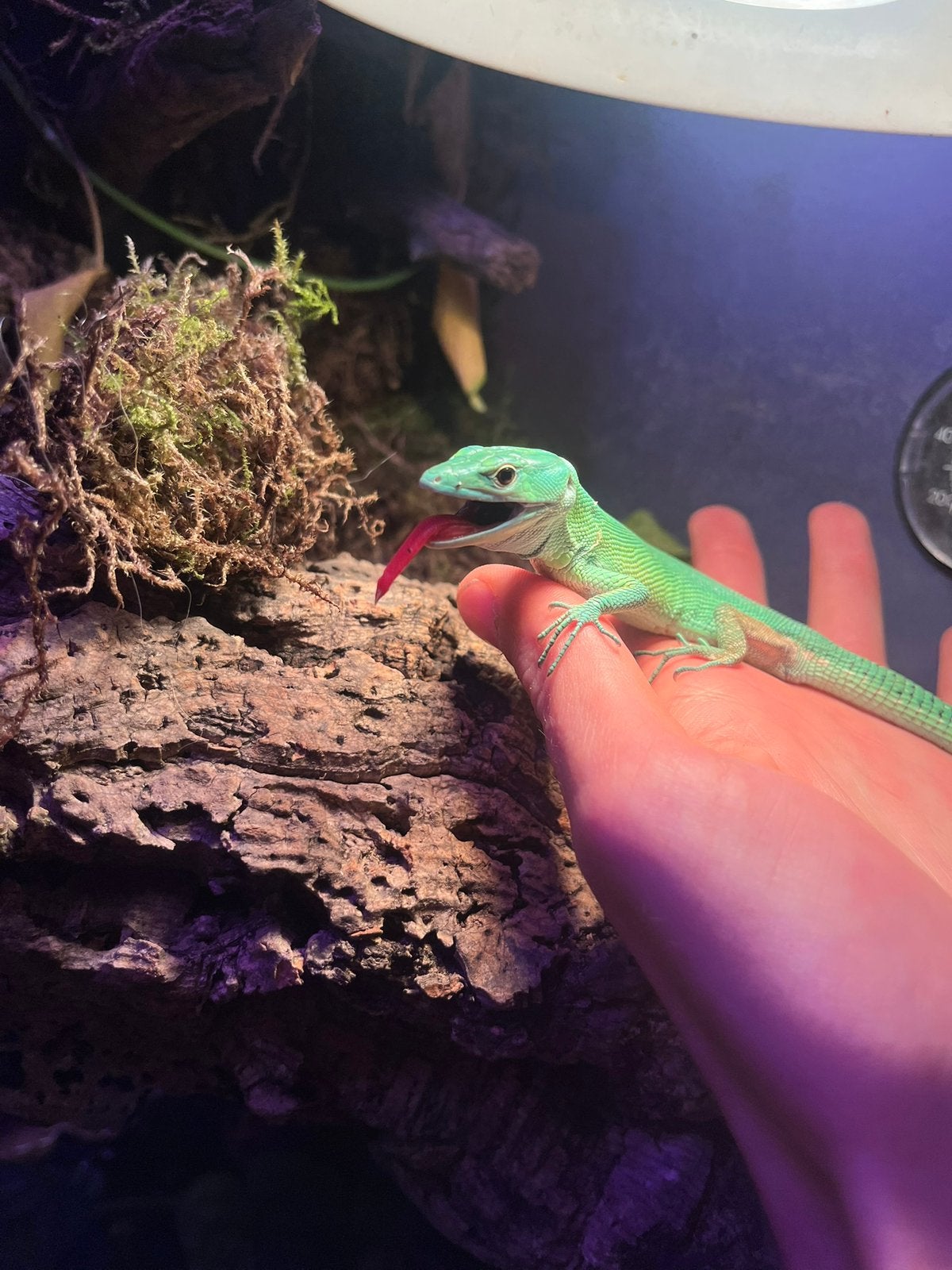 4 gastropholis prasinia + terra osb 100x80x60