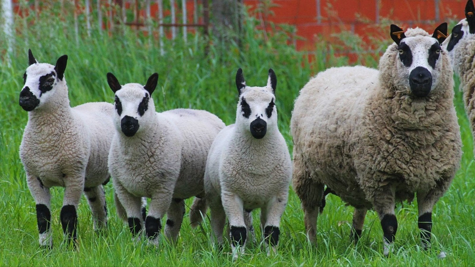 Kerry Hill ramlam, Mannelijk, Schaap, 0 tot 2 jaar
