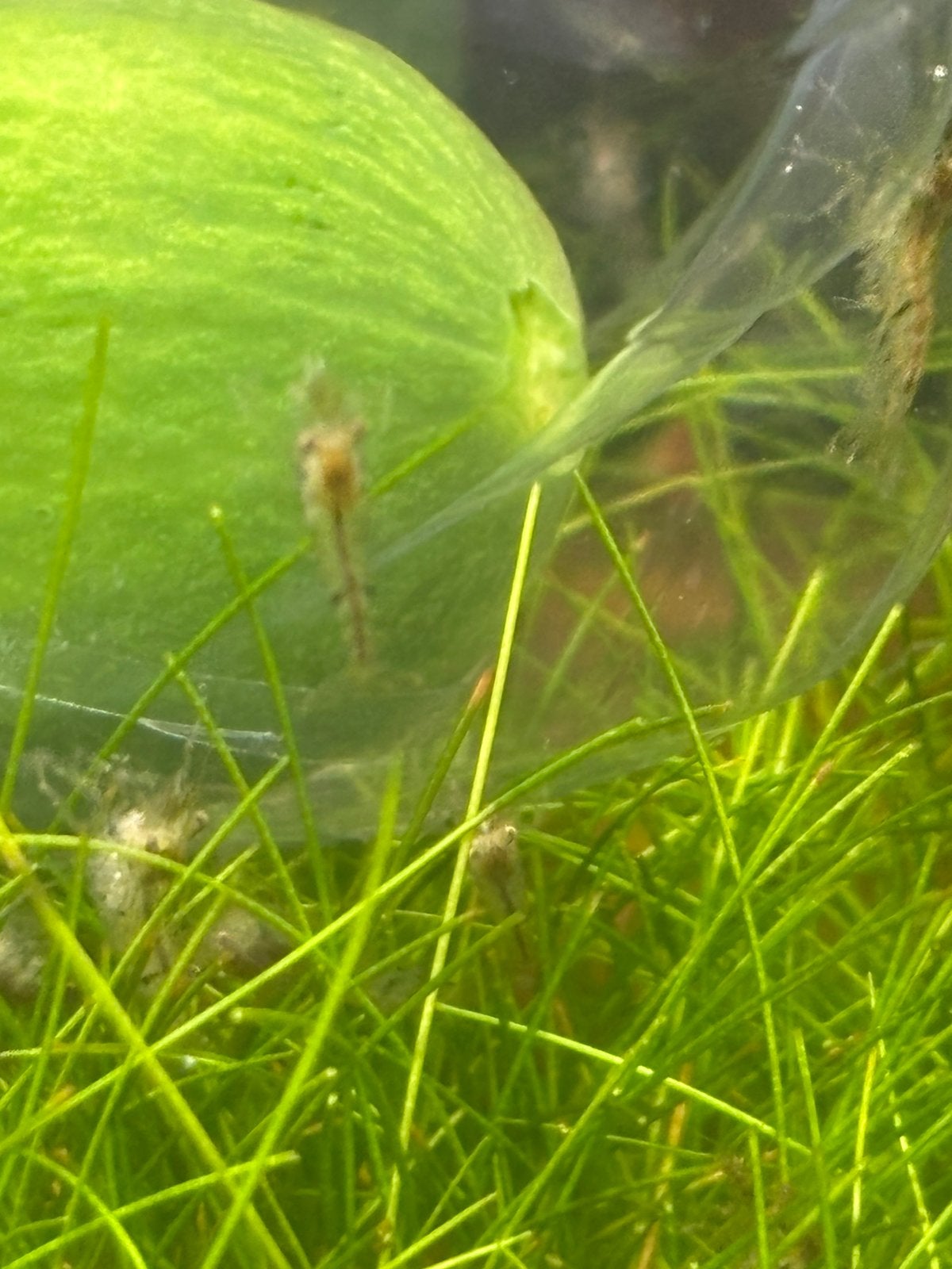 Gratis wildgroei garnaaltjes, Kreeft, Krab of Garnaal