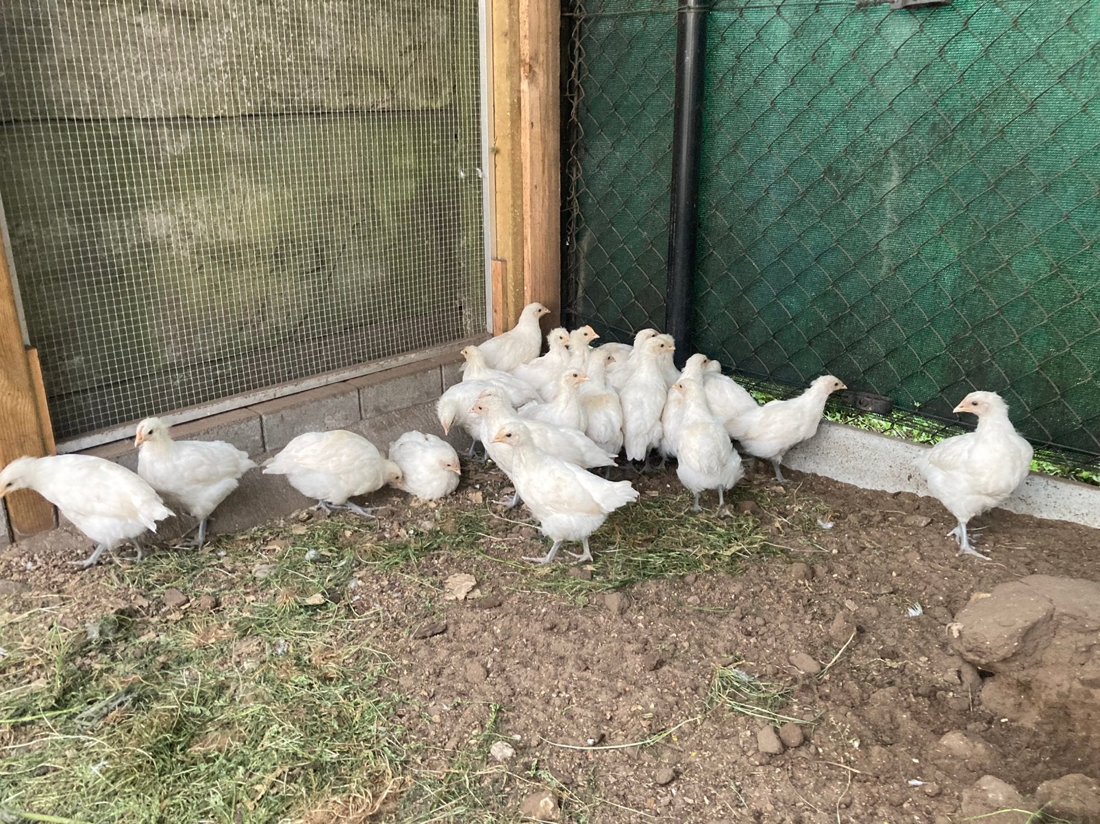 Hennen poule de bresse, Femelle, Poule ou poulet