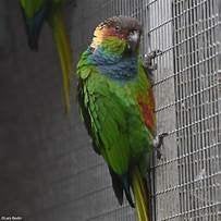 Pyrrhura Cruentata te koop, Perruche, Bagué