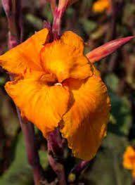 Canna-oranje, Tuin en Terras, Planten | Tuinplanten, Eenjarig, Overige soorten, Volle zon, Zomer, Ophalen of Verzenden