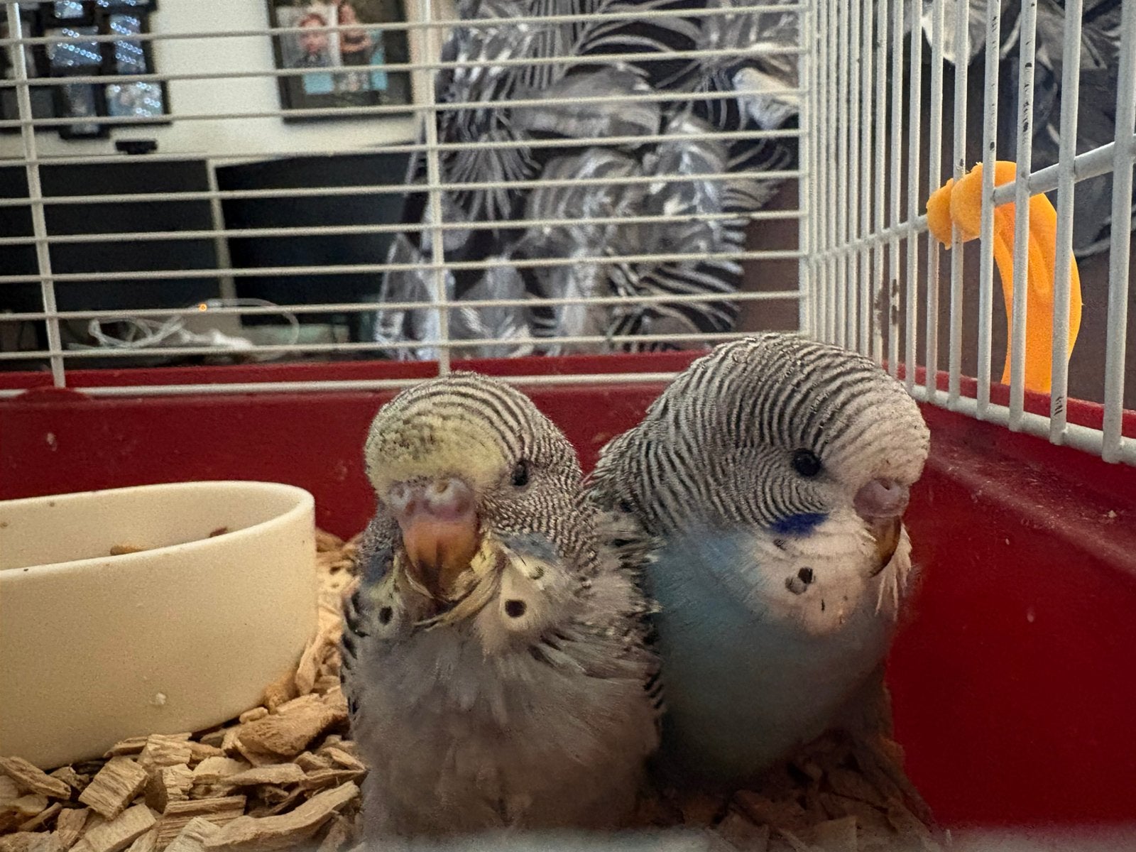 grasparkietje, Meerdere dieren, Parkiet, Tam