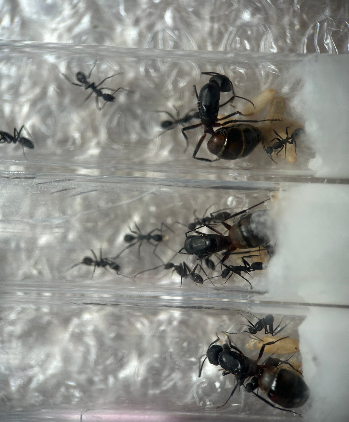 Camponotus cruentatus Q met 5-10 werksters / mieren ant, Dieren en Toebehoren, Mieren
