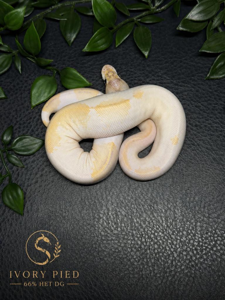 DEAL Koningpython, Dieren en Toebehoren, Reptielen en Amfibieën, Slang, Tam, 0 tot 2 jaar