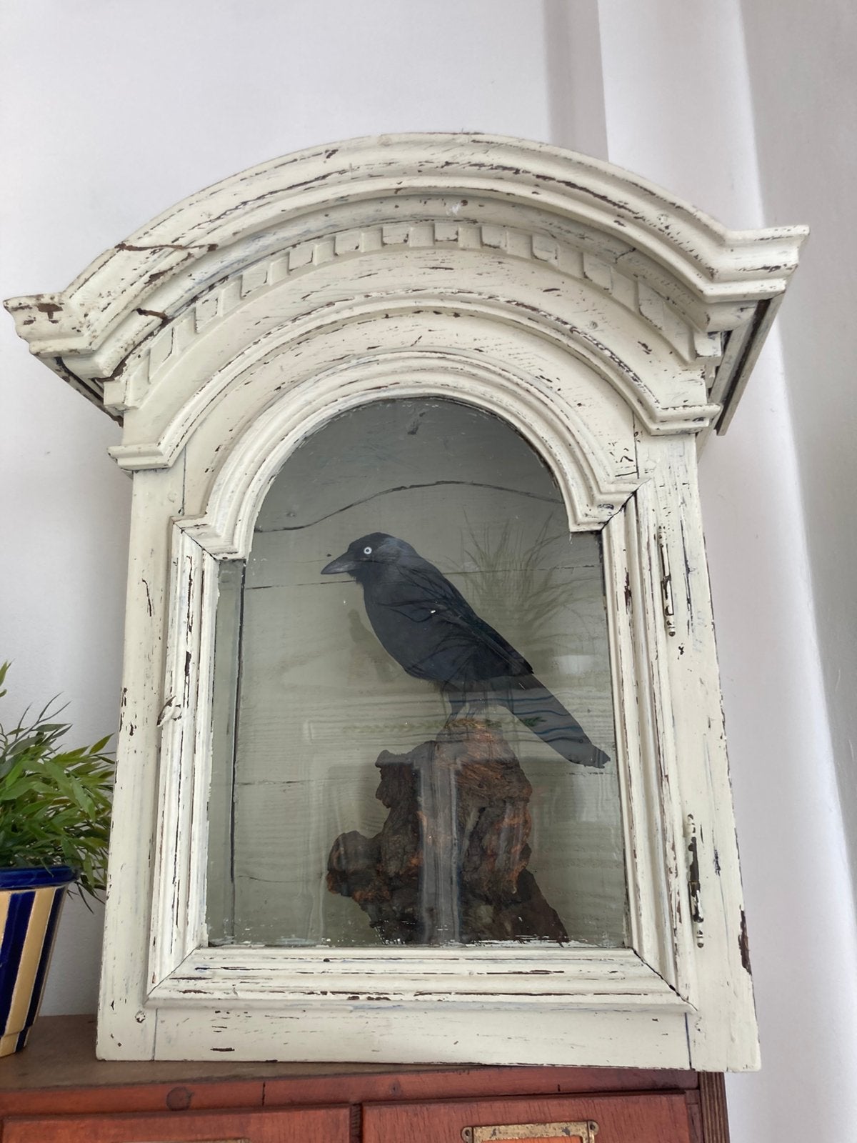 Opgezette kauw in antieke vitrine, Ophalen of Verzenden