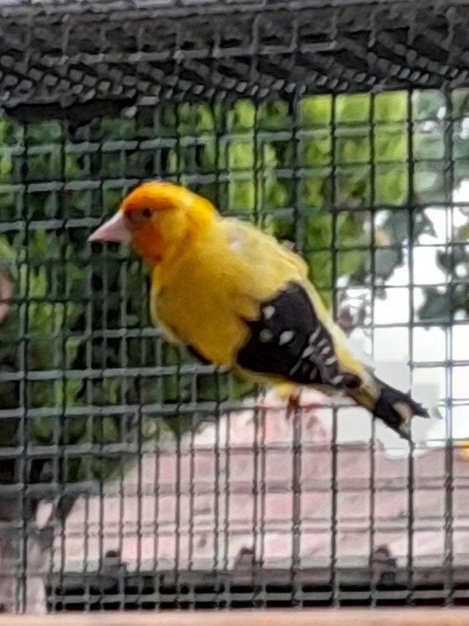 Gele putters, Dieren en Toebehoren