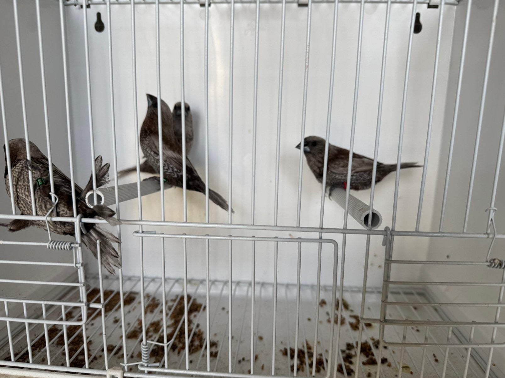 Japanse meeuwen, Dieren en Toebehoren, Geslacht onbekend