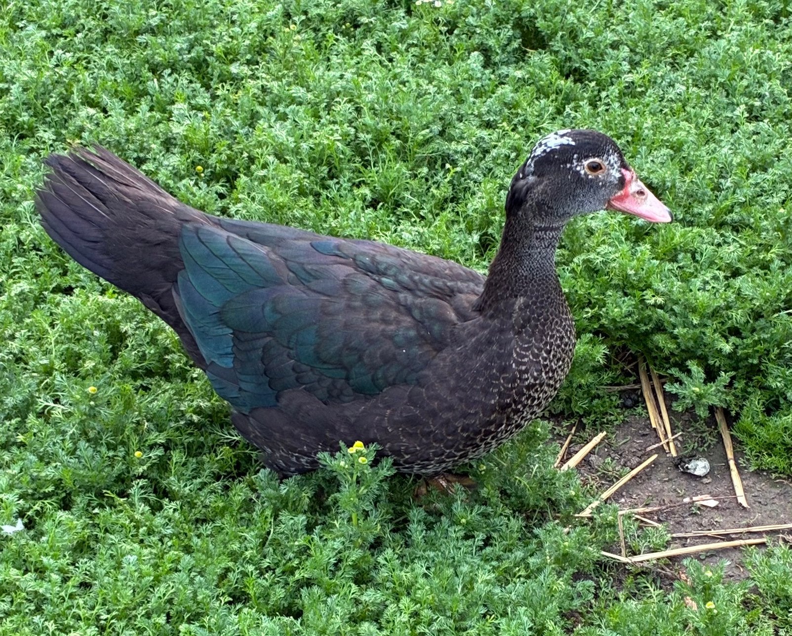 Jonge barberie eend hen, Dieren en Toebehoren, Pluimvee, Eend