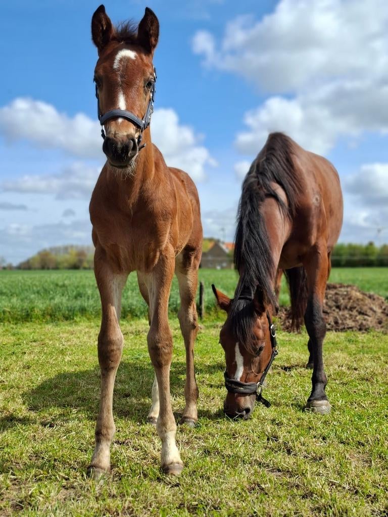 Veulen springpaard met stamboek, Springpaard