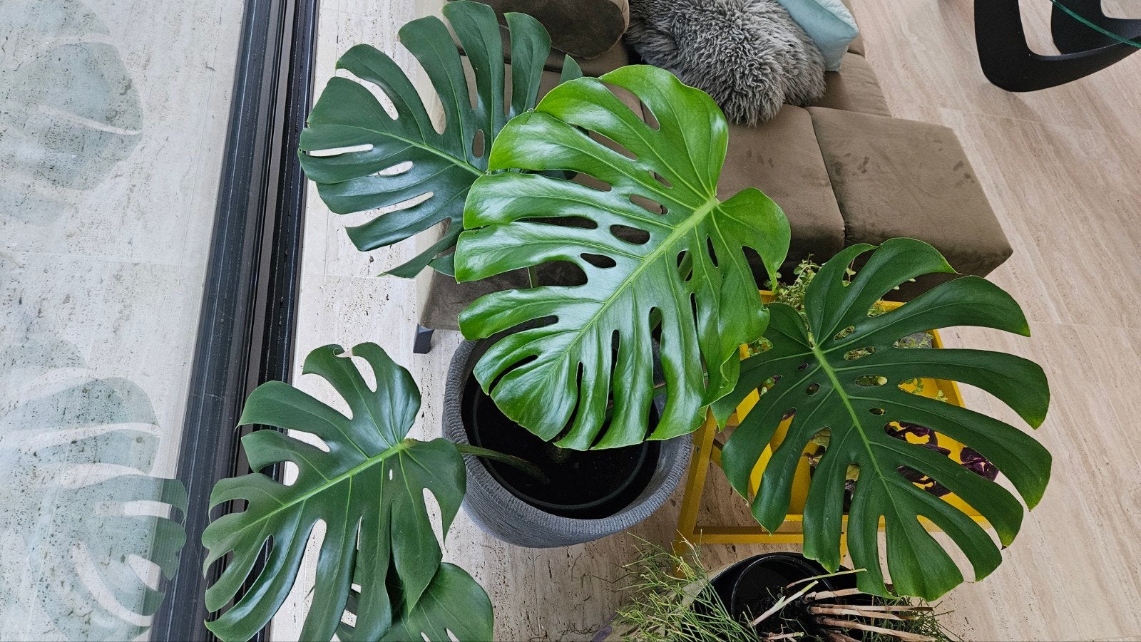 Monstera  xxl bladeren, verschillende beschikbaar, Huis en Inrichting, Kamerplanten, Ophalen