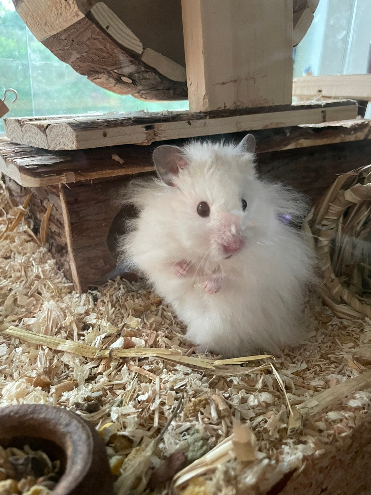 Volledige inboedel incl. goudhamster, Animaux & Accessoires, Rongeurs, Hamster, Décembre, Mâle, Domestique