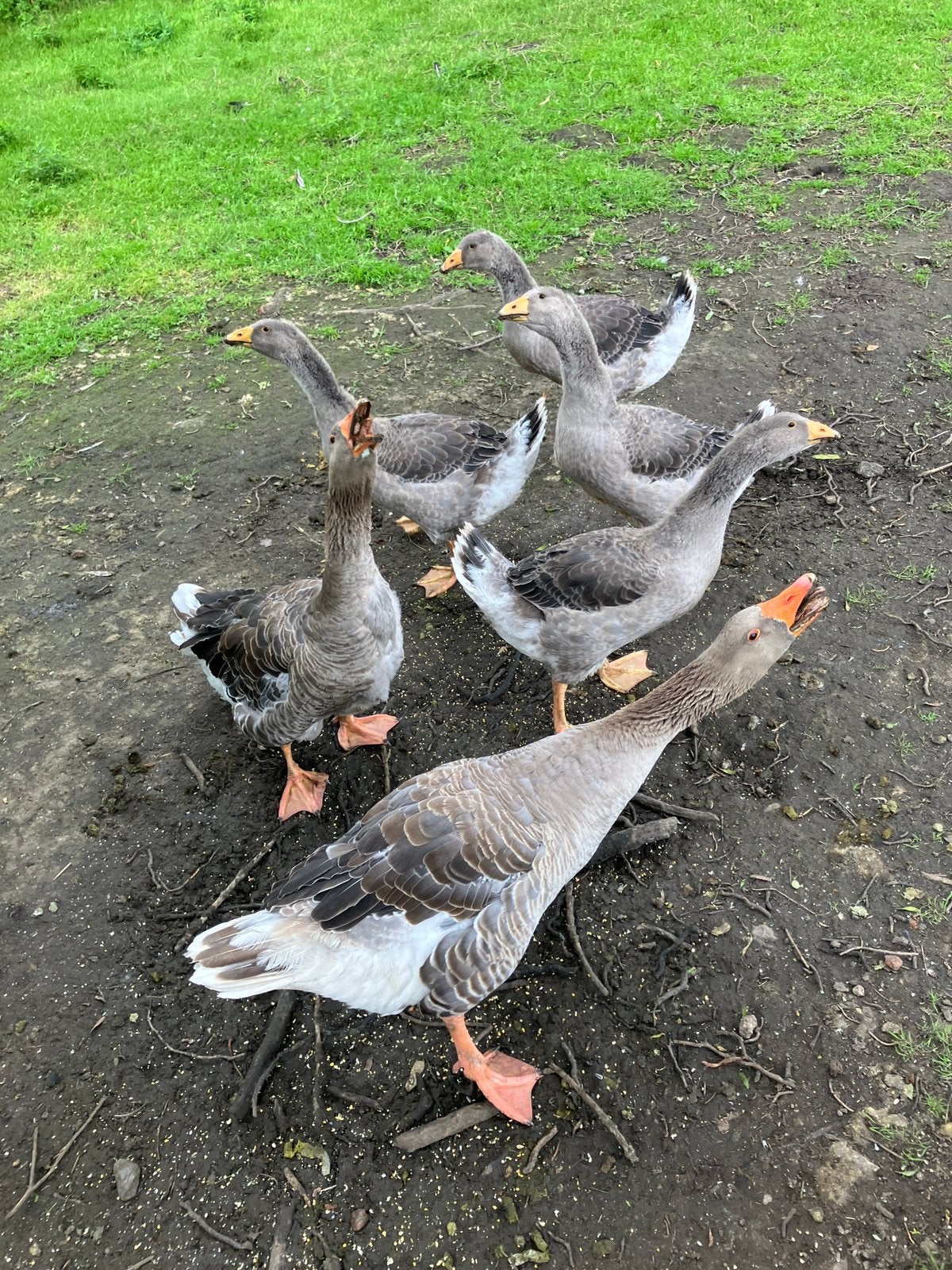 4 Toulouse ganzen natuur broed, Dieren en Toebehoren, Pluimvee, Meerdere dieren, Gans of Zwaan