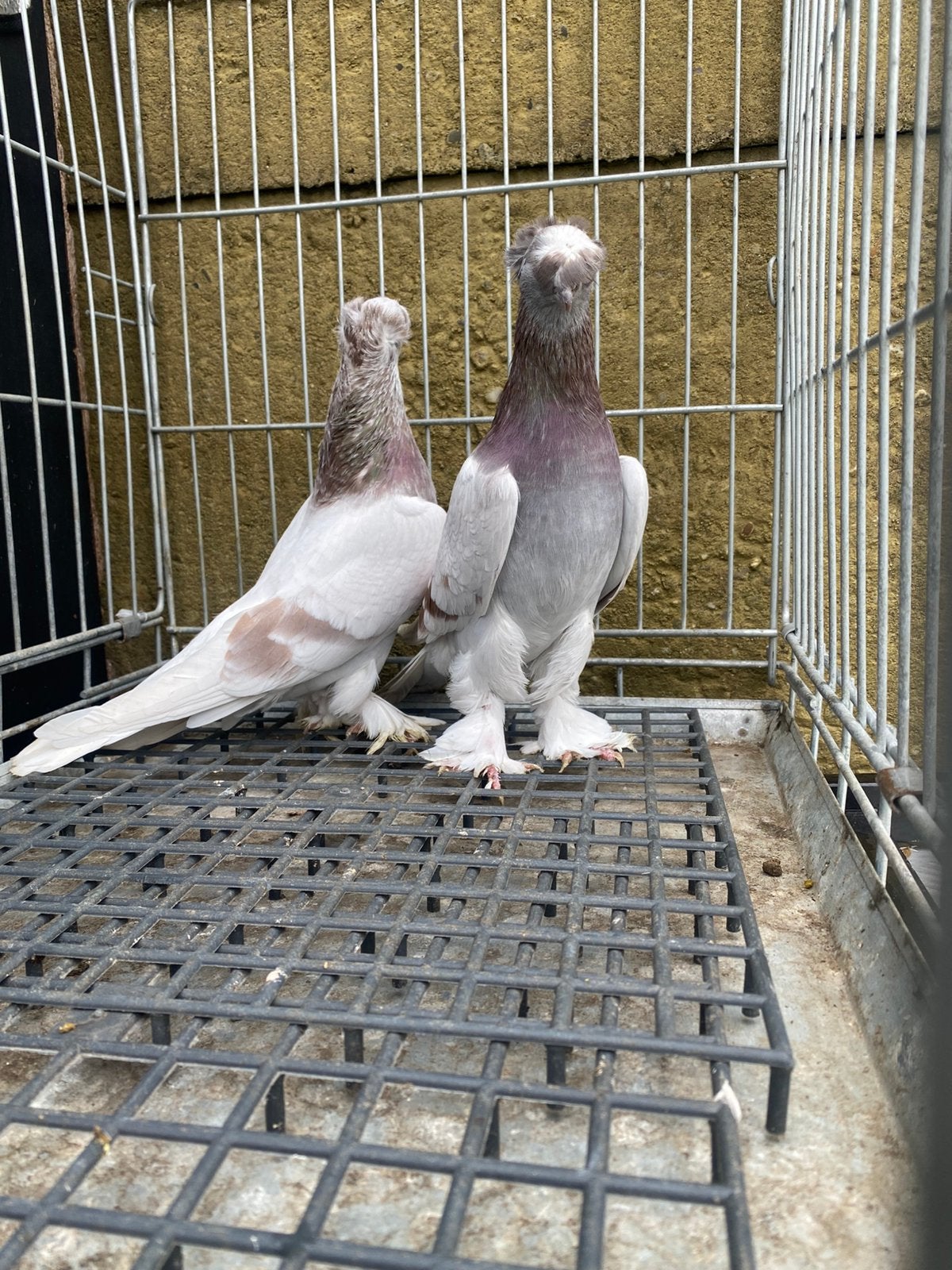 Takla çift tepeli şekeri, Animaux & Accessoires