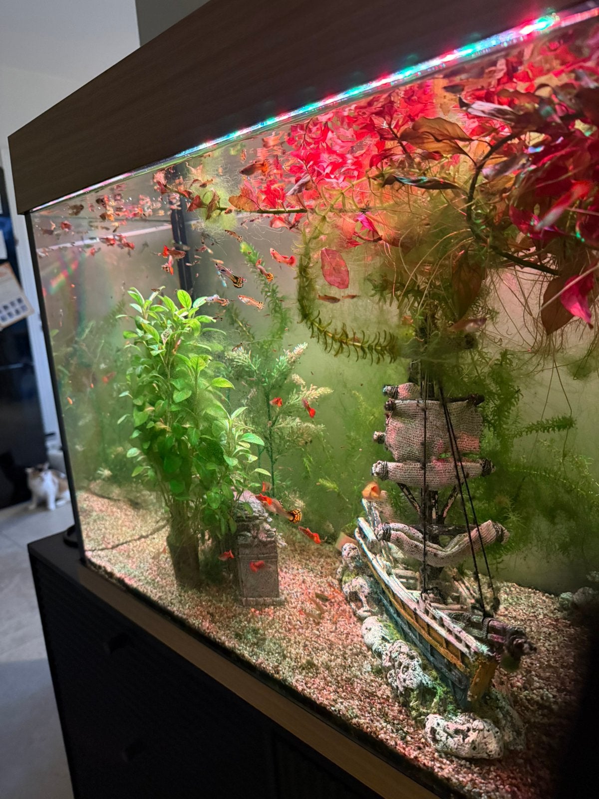 Te koop vissen guppy’s, Dieren en Toebehoren, Ophalen, Zo goed als nieuw