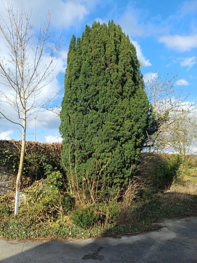 If Taxus Baccata, Tuin en Terras, Planten | Bomen, Ophalen, Overige soorten, 400 cm of meer