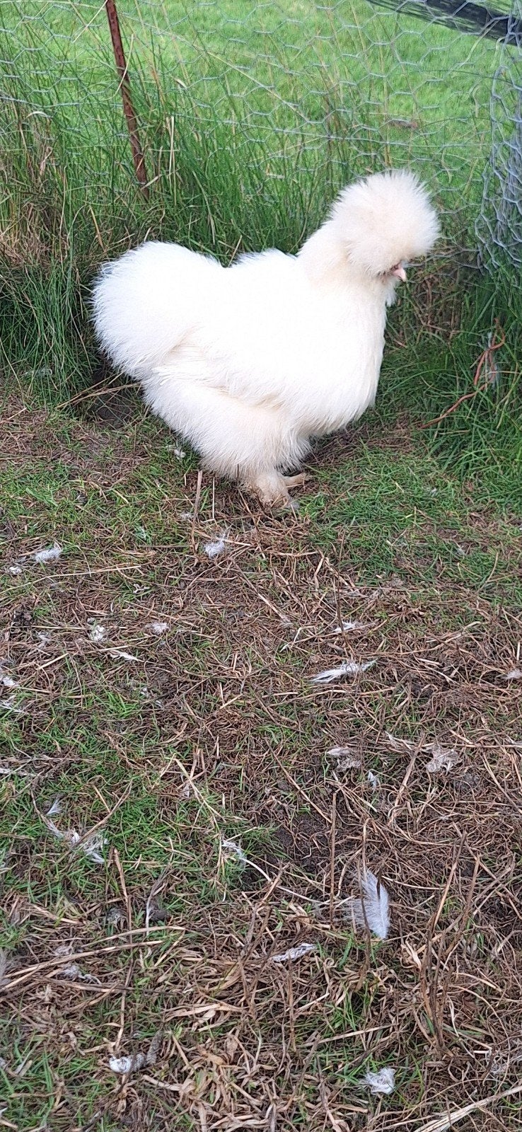 Witte USA zijdehoender hen, Dieren en Toebehoren, Vrouwelijk, Kip