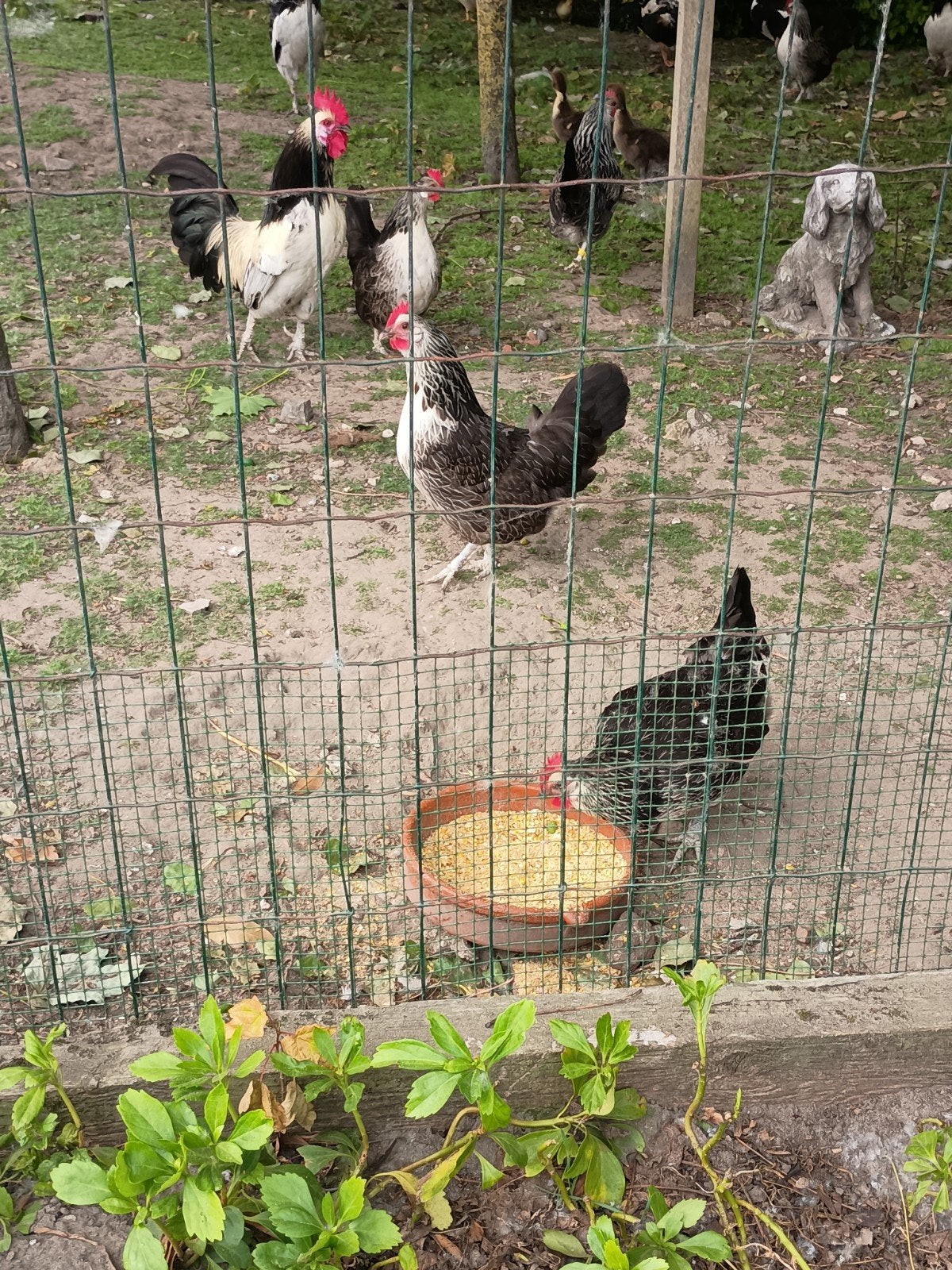 basette kip, Dieren en Toebehoren, Kip