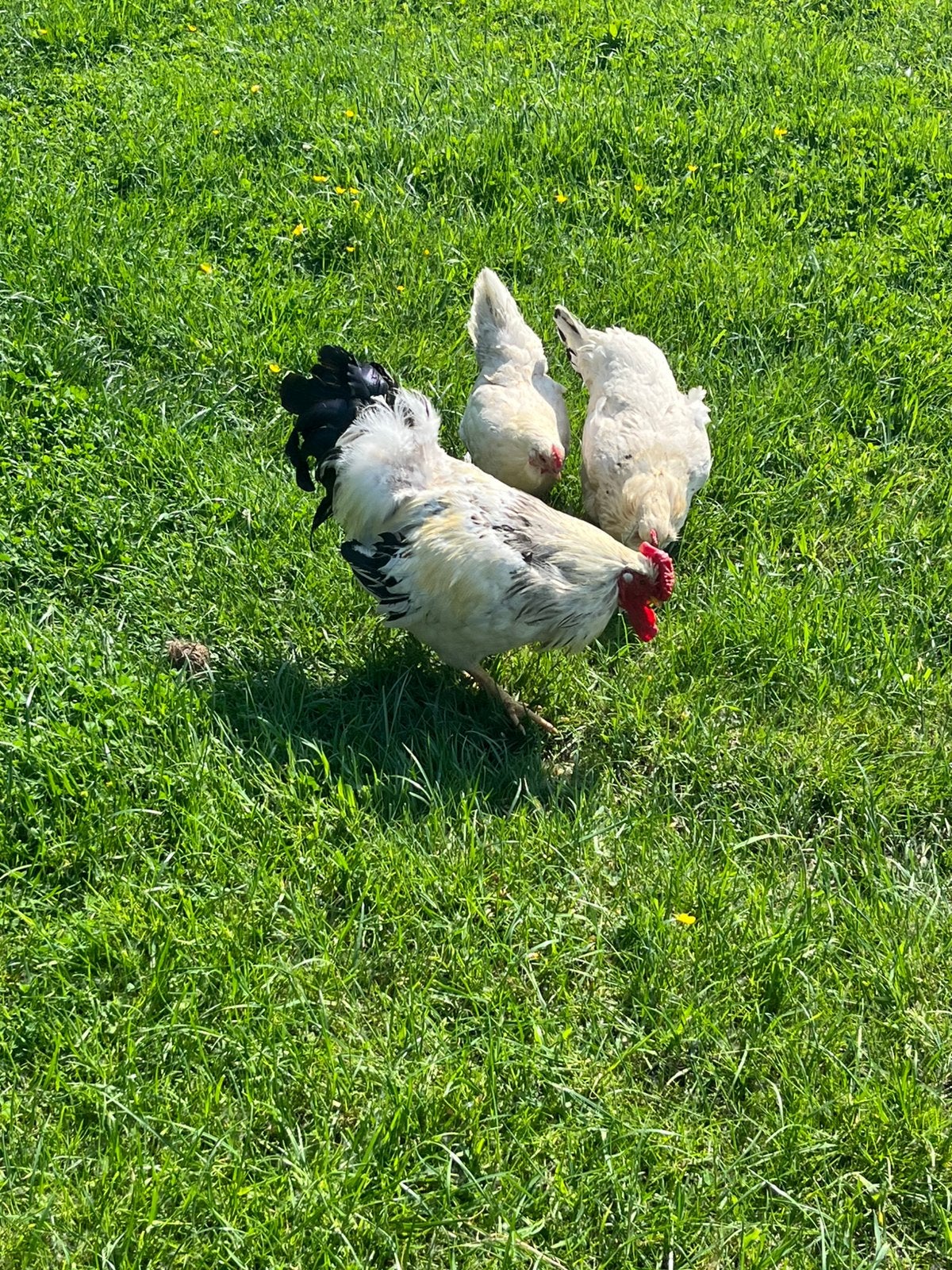 Gratis haan, Mâle, Poule ou poulet