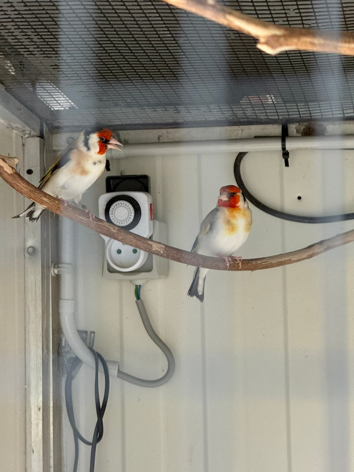 Chardonneret major, Animaux & Accessoires, Femelle, Oiseau chanteur sauvage, Domestique