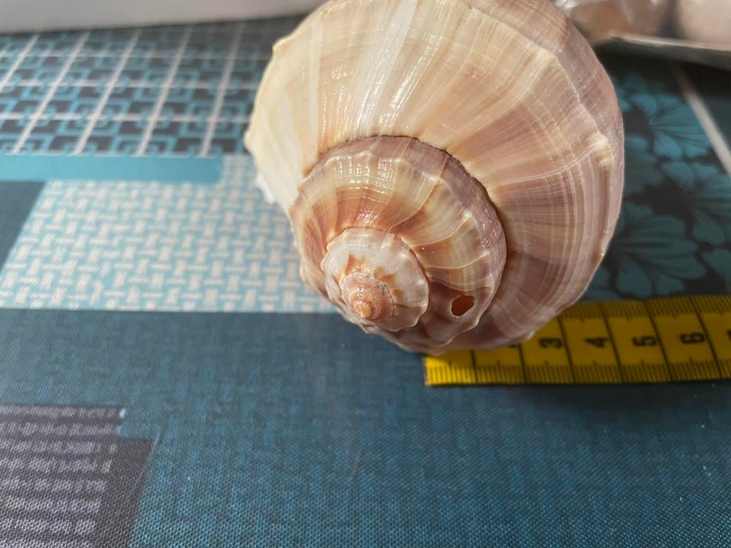 Zeeschelp, Ophalen of Verzenden, Schelp(en)
