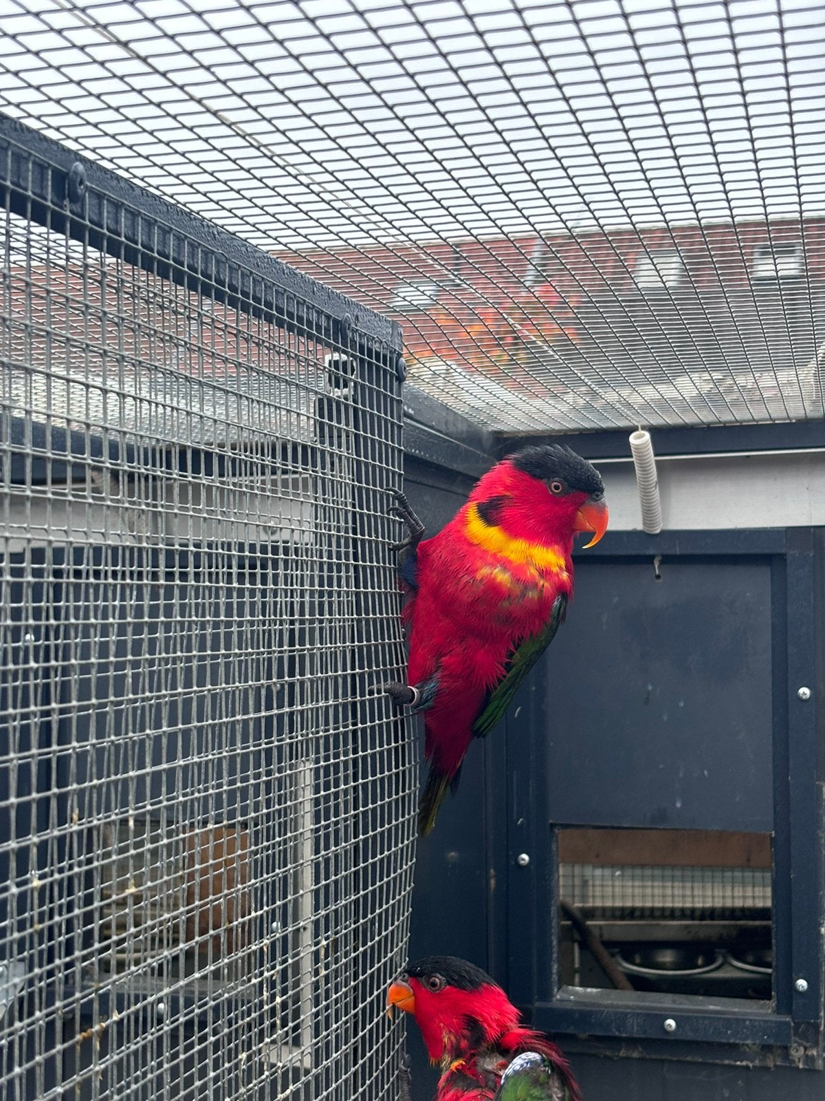 Gezocht pop, Dieren en Toebehoren, Vogels | Parkieten en Papegaaien, Mannelijk, Geringd