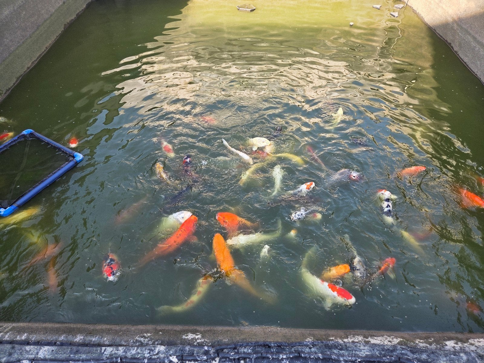 Japanse koi,s, Dieren en Toebehoren