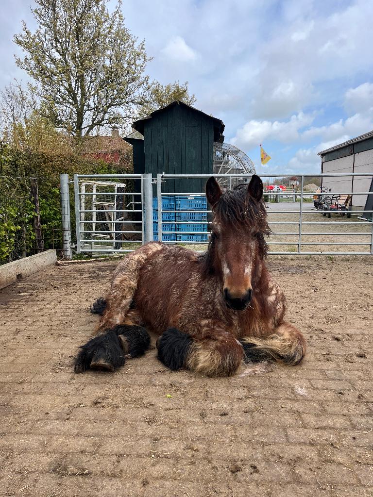 Trekpaard jaarling, Dieren en Toebehoren, Paarden, Merrie, Minder dan 160 cm, Met stamboom, B