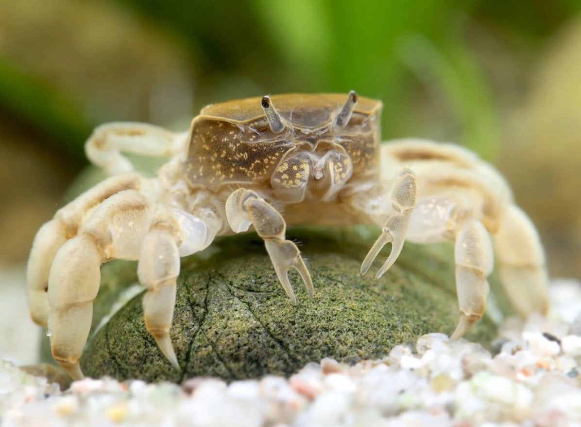 Dwerg Ghost Krabjes (zoetwater aquarium), Dieren en Toebehoren, Kreeft, Krab of Garnaal, Zoetwatervis, Schoolvis
