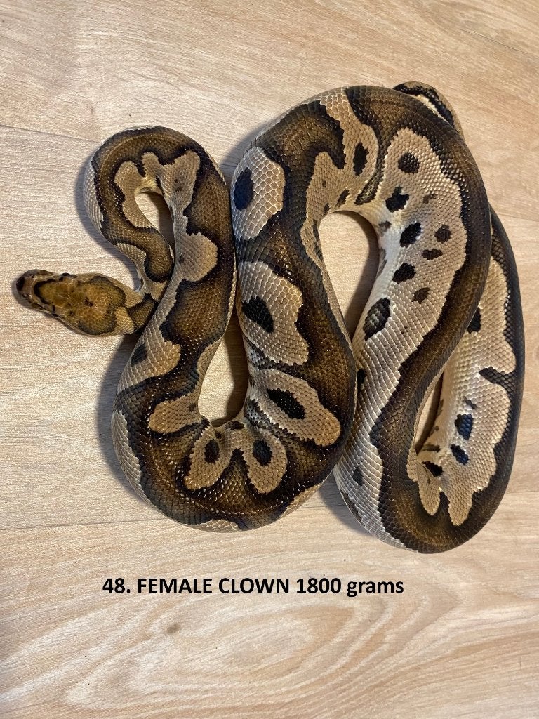 Koningspythons half en volwassen kweekdieren deel 3 Ball Python - unknown for sale from Corallus