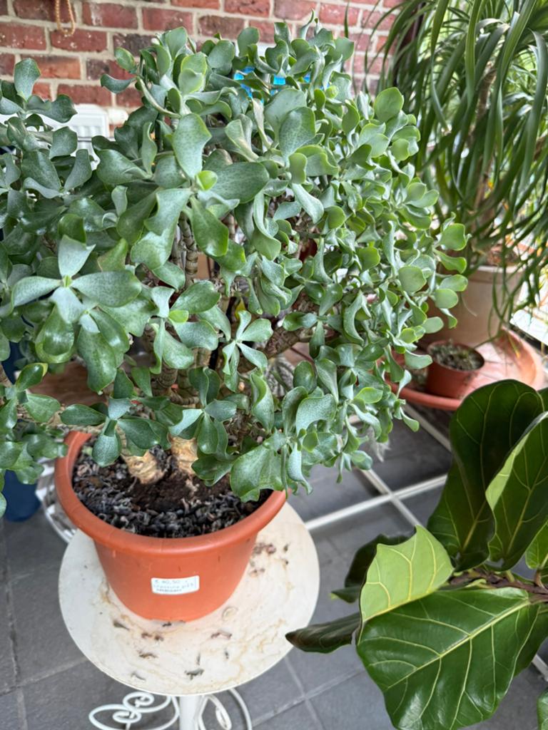 Crassula ovata, Jardin & Terrasse, Plantes | Jardin, Plante fixe, Enlèvement