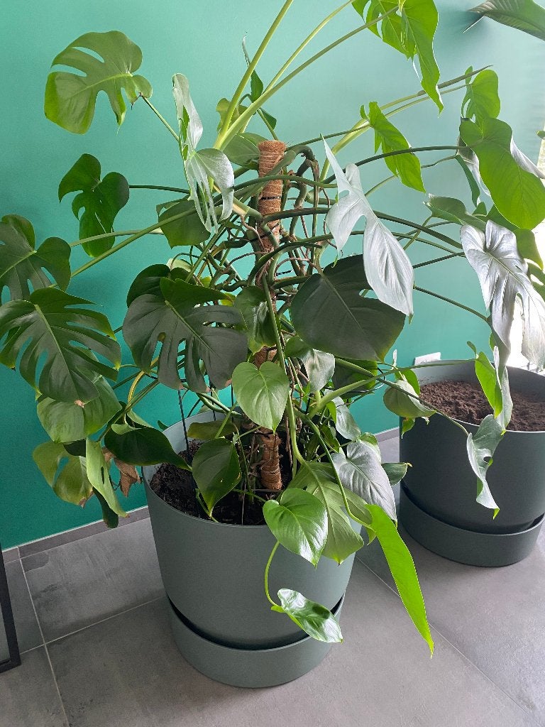 Grand Monstera deliciosa avec pot à réserve d’eau, Huis en Inrichting, Kamerplanten, Ophalen