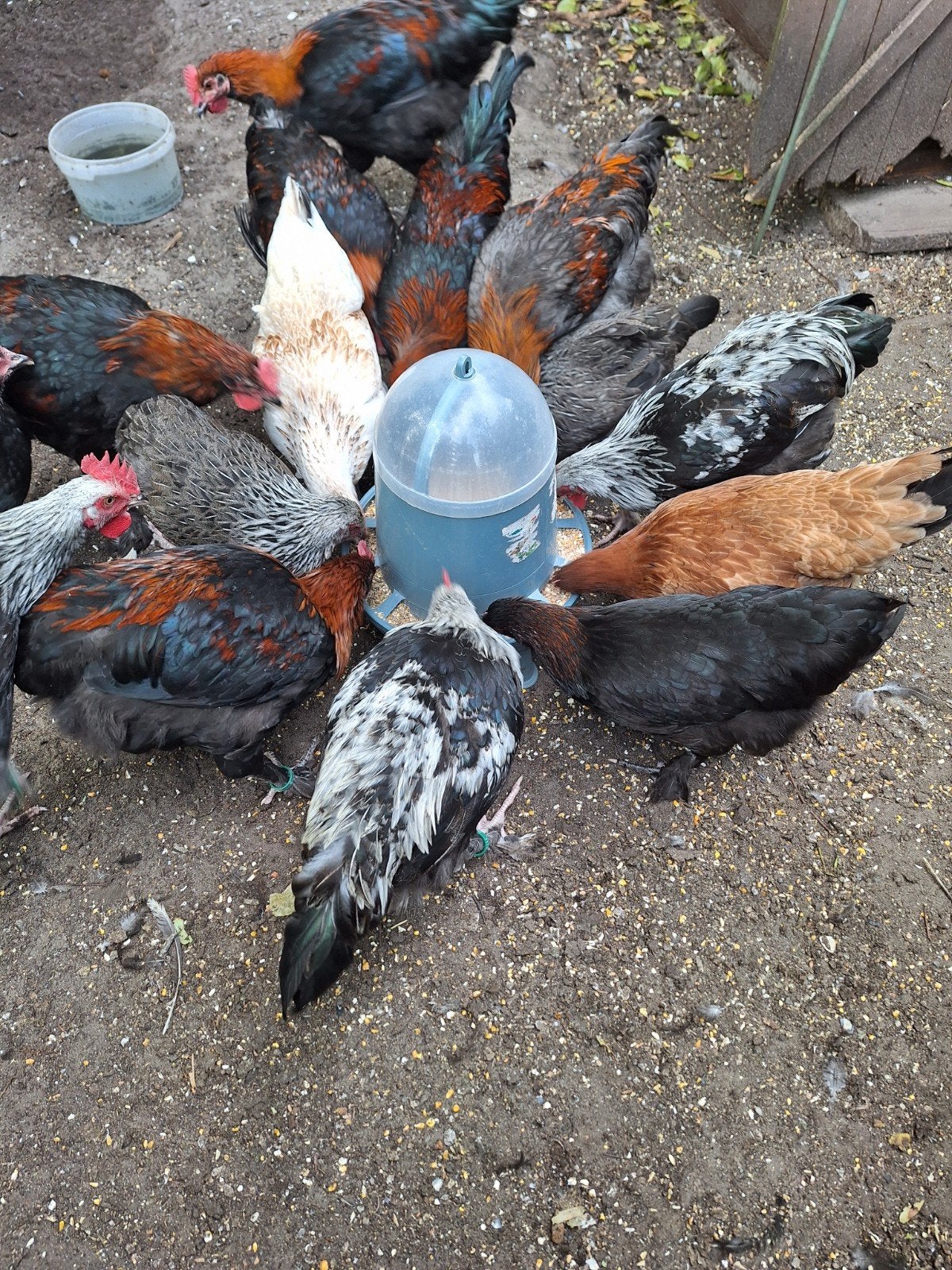 Jonge marans hanen te koop.