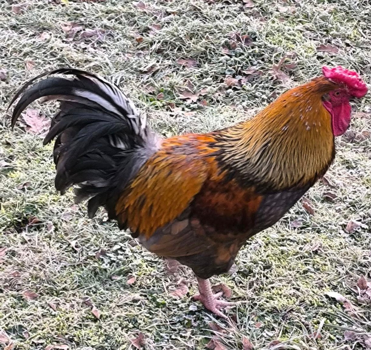 Levende haan te krijgen., Dieren en Toebehoren