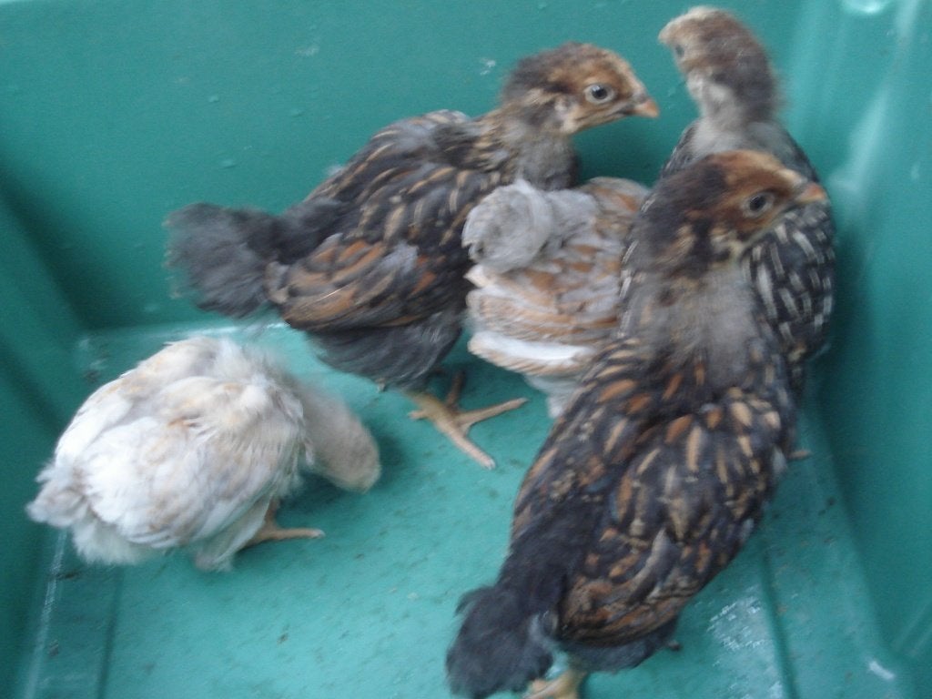 wyandotte kuikens (gezoomd) hennen, Femelle, Poule ou poulet