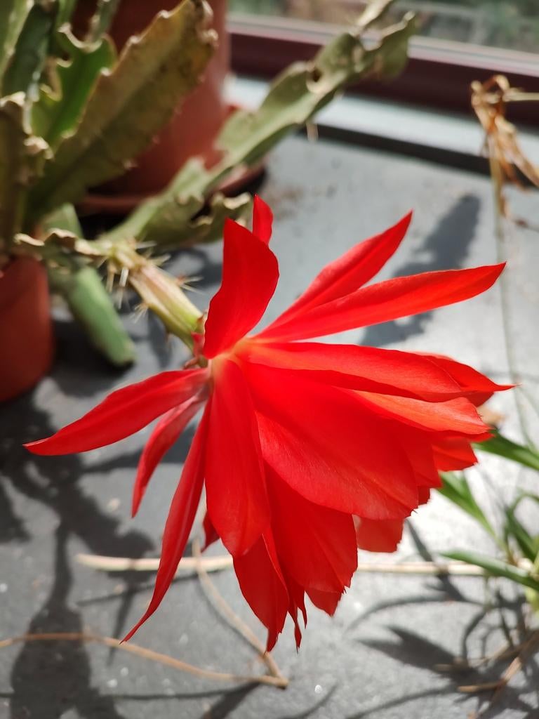 Epiphyllum Bladcactus ackermanii, Ophalen