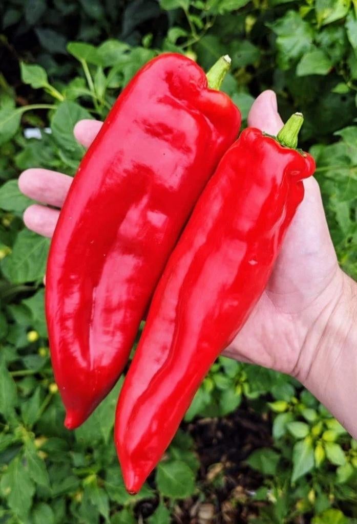 Graines de poivron pointues (10 pièces pour 1 euro), Enlèvement