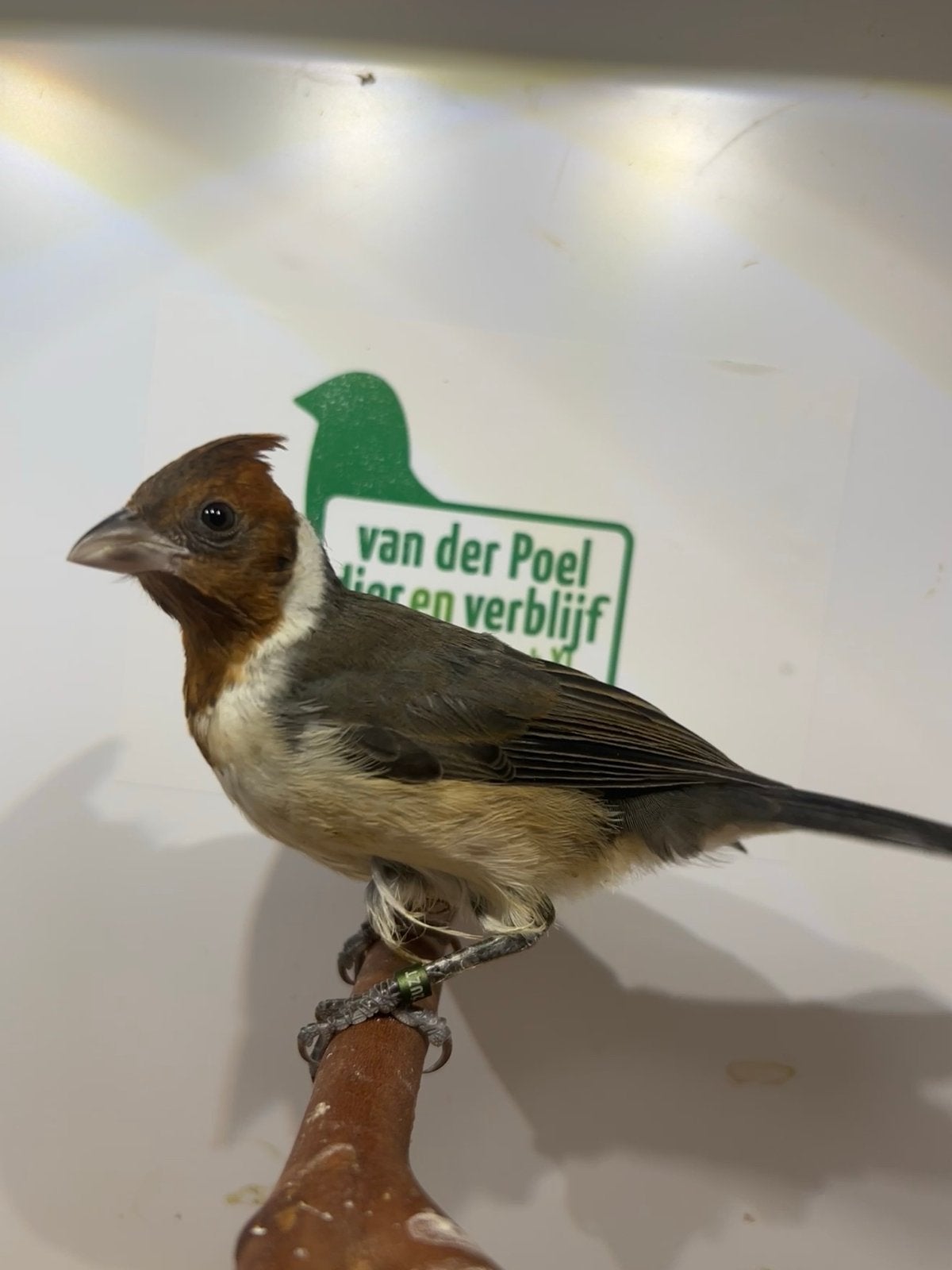 0-1 roodkuif kardinaal ( in nl ), Dieren en Toebehoren, Vrouwelijk, Tropenvogel, Geringd