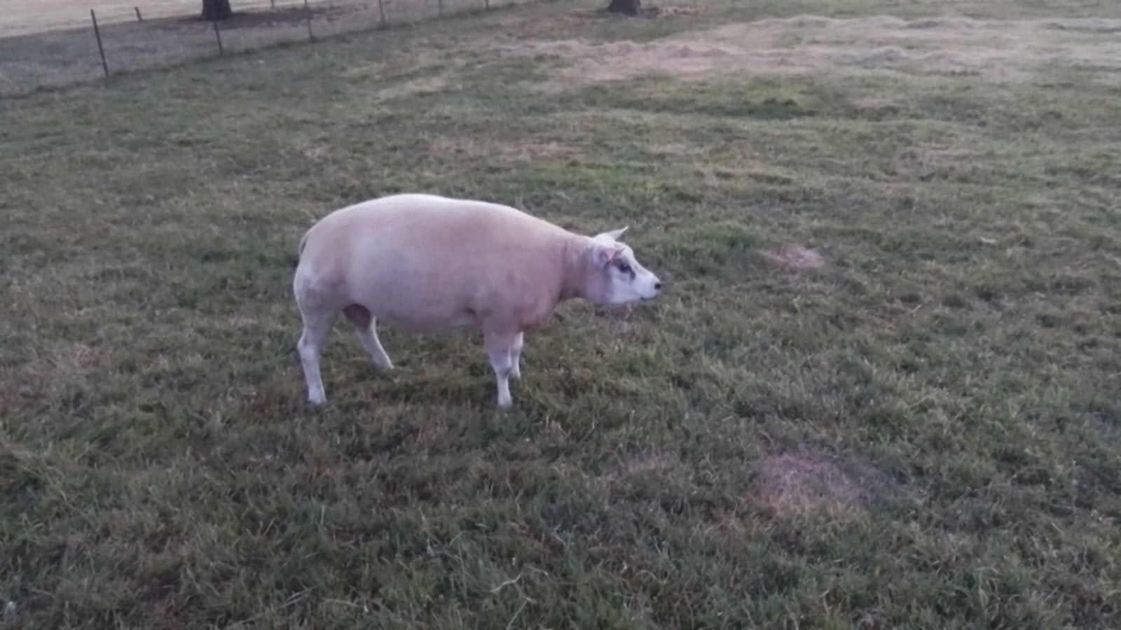 Bélier texel, Animaux & Accessoires