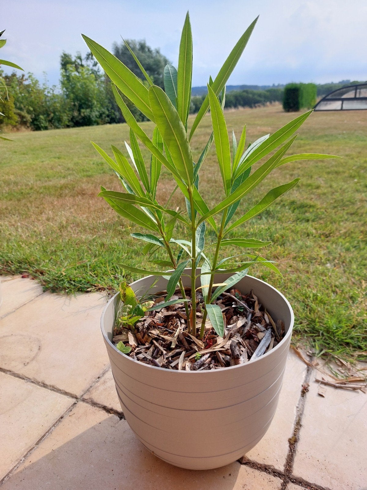 pot+ oleander, Tuin en Terras, Ophalen