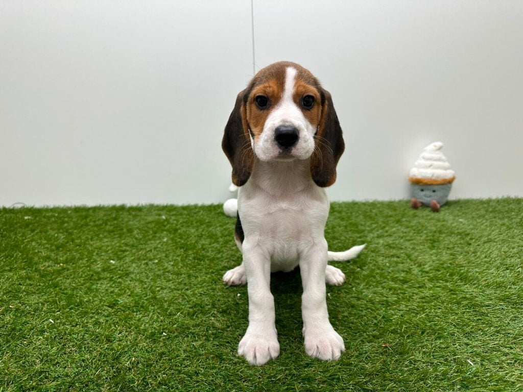 Beagle pups, Dieren en Toebehoren, Honden | Beagles, Bassets en Lopende honden, België, Beagle, 8 tot 15 weken, CDV (hondenziekte)