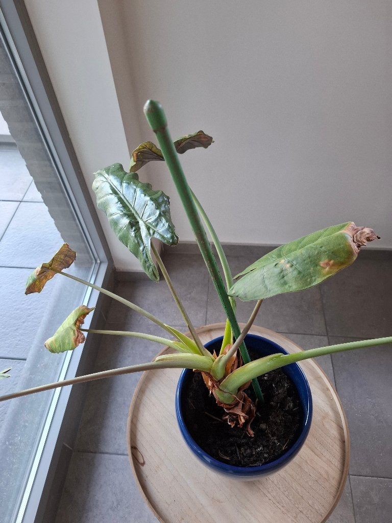Plante avec pot, Enlèvement, Plante fixe