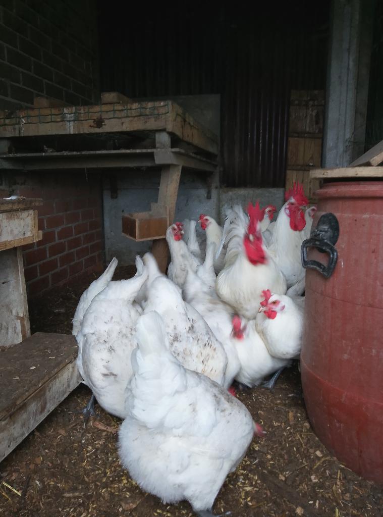 Broedeieren Poule de Bresse, Dieren en Toebehoren, Pluimvee